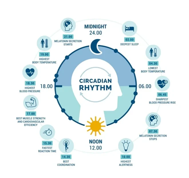 picture of different times of the day and how circadian rhythm affects the body